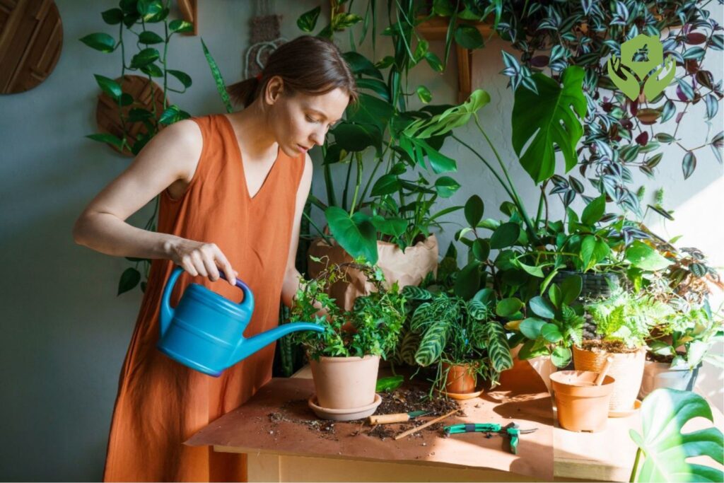 10 mẹo chăm sóc cây cảnh trong nhà hiệu quả