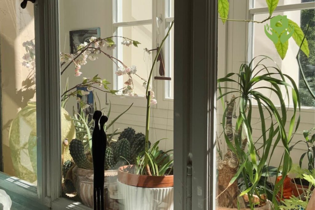 10 mẹo chăm sóc cây cảnh trong nhà hiệu quả