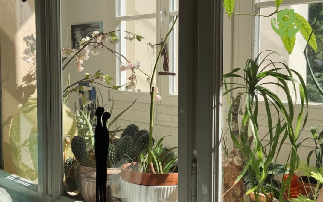 10 mẹo chăm sóc cây cảnh trong nhà hiệu quả