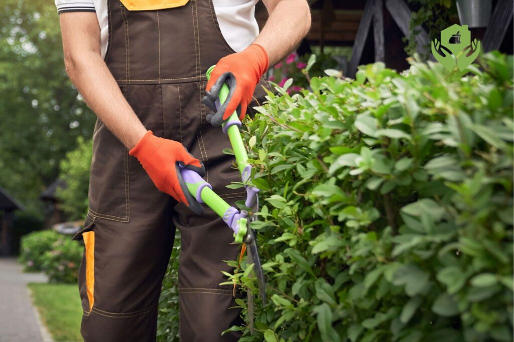 10 mẹo chăm sóc cây cảnh trong nhà hiệu quả