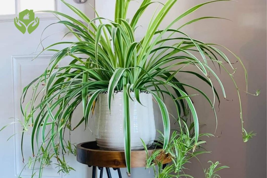 5 Kiểu Dáng Cây Cảnh Đẹp "Đánh Thức" Không Gian Sống