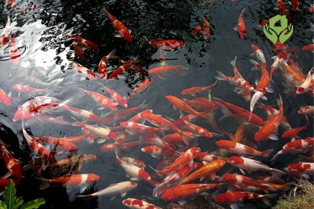 Những loại cá cảnh phù hợp cho hồ cá ngoài trời