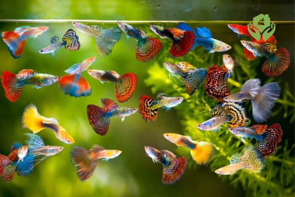 Những loại cá cảnh phù hợp cho hồ cá ngoài trời