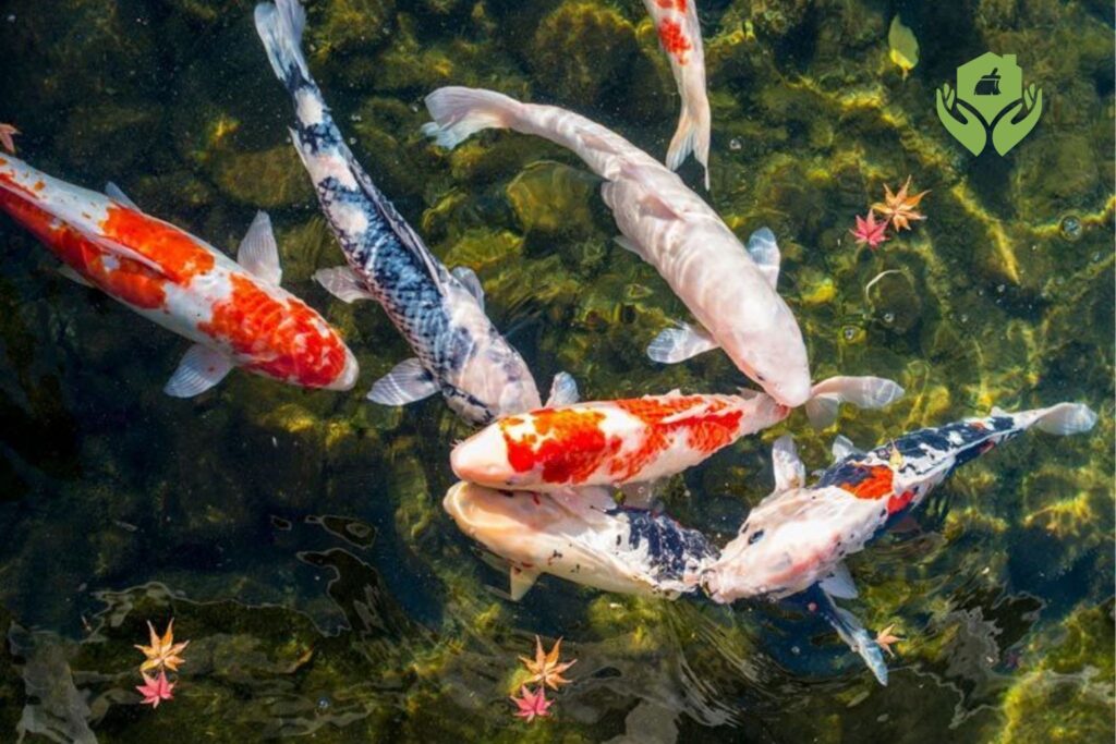 Những loại cá cảnh phù hợp cho hồ cá ngoài trời