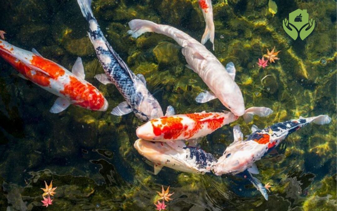 Những loại cá cảnh phù hợp cho hồ cá ngoài trời