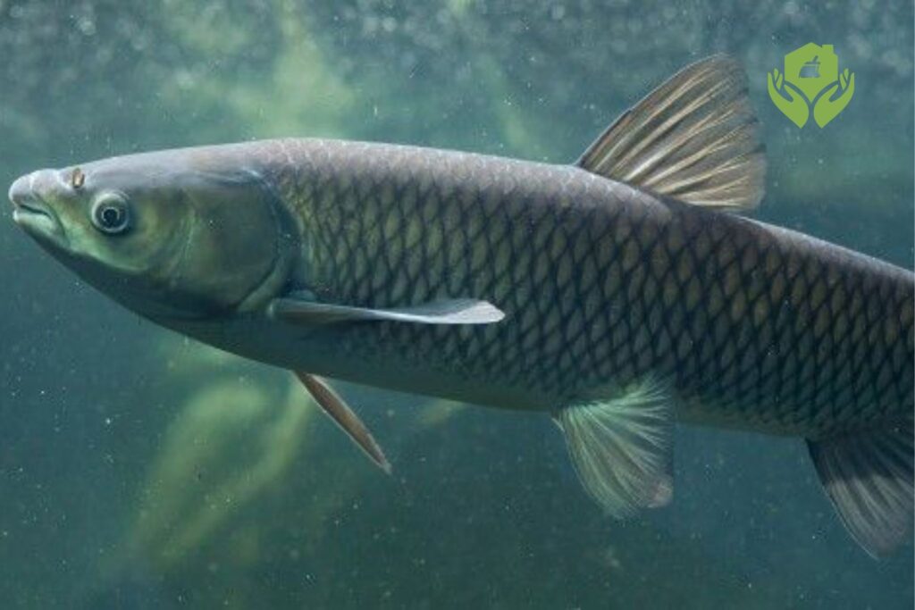 Những loại cá cảnh phù hợp cho hồ cá ngoài trời