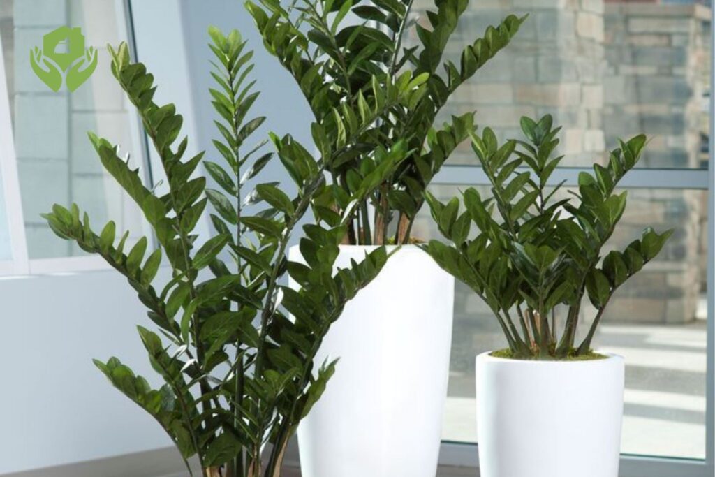 5 Loại Cây Cảnh Dễ Chăm Sóc Cho Người Bận Rộn