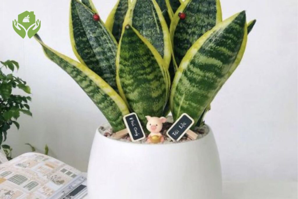 5 Loại Cây Cảnh Dễ Chăm Sóc Cho Người Bận Rộn