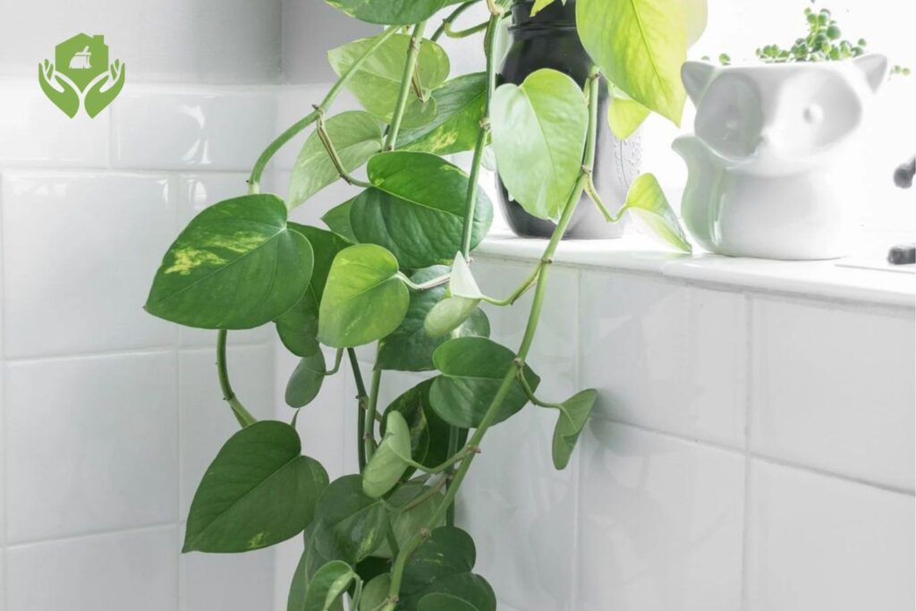 5 Loại Cây Cảnh Dễ Chăm Sóc Cho Người Bận Rộn