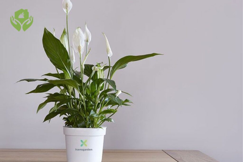 5 Loại Cây Cảnh Dễ Chăm Sóc Cho Người Bận Rộn