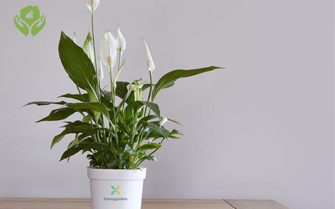 5 Loại Cây Cảnh Dễ Chăm Sóc Cho Người Bận Rộn