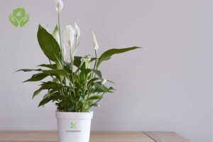 5 Loại Cây Cảnh Dễ Chăm Sóc Cho Người Bận Rộn