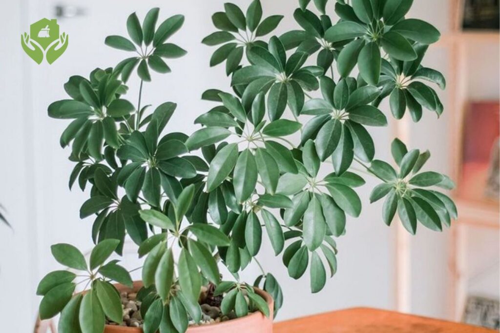 5 Loại Cây Cảnh Dễ Chăm Sóc Cho Người Bận Rộn