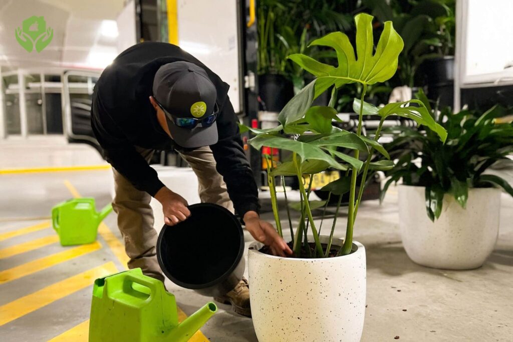 6 Lý do nên sử dụng dịch vụ chăm sóc cây cảnh