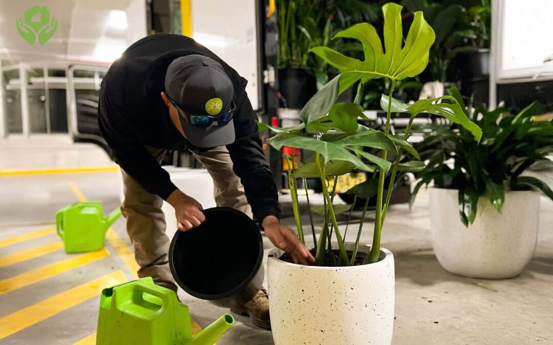 6 Lý do nên sử dụng dịch vụ chăm sóc cây cảnh