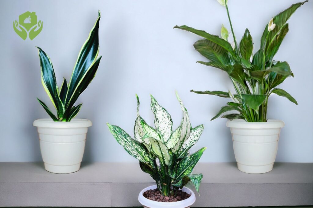 7 cách làm sạch không khí trong nhà, tiêu diệt vi khuẩn hiệu quả