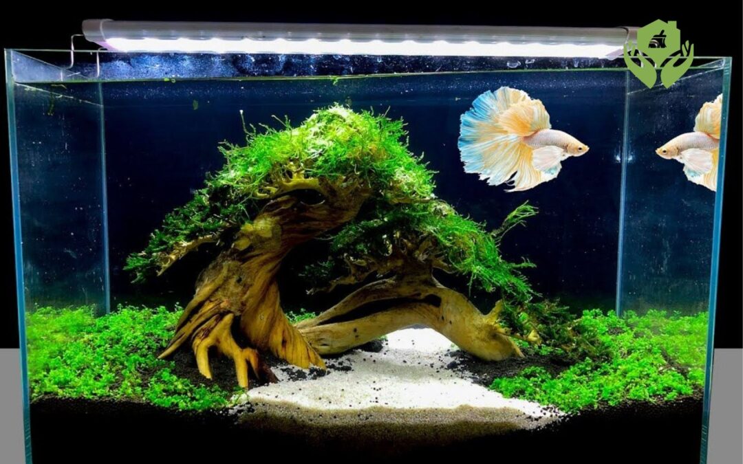 Chăm sóc cá cảnh cho người mới bắt đầu