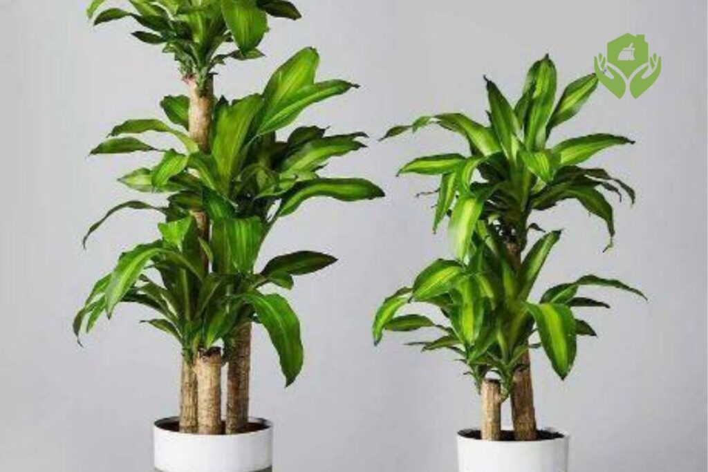 Top 5 cây cảnh phong thủy mang lại tài lộc cho gia đình