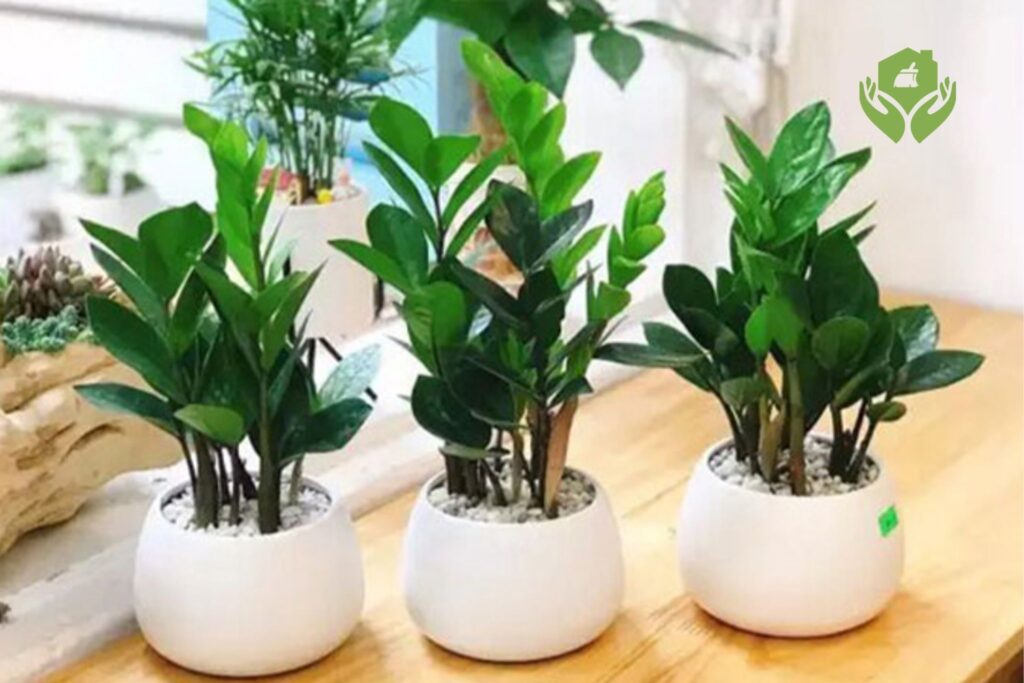 Top 5 cây cảnh phong thủy mang lại tài lộc cho gia đình