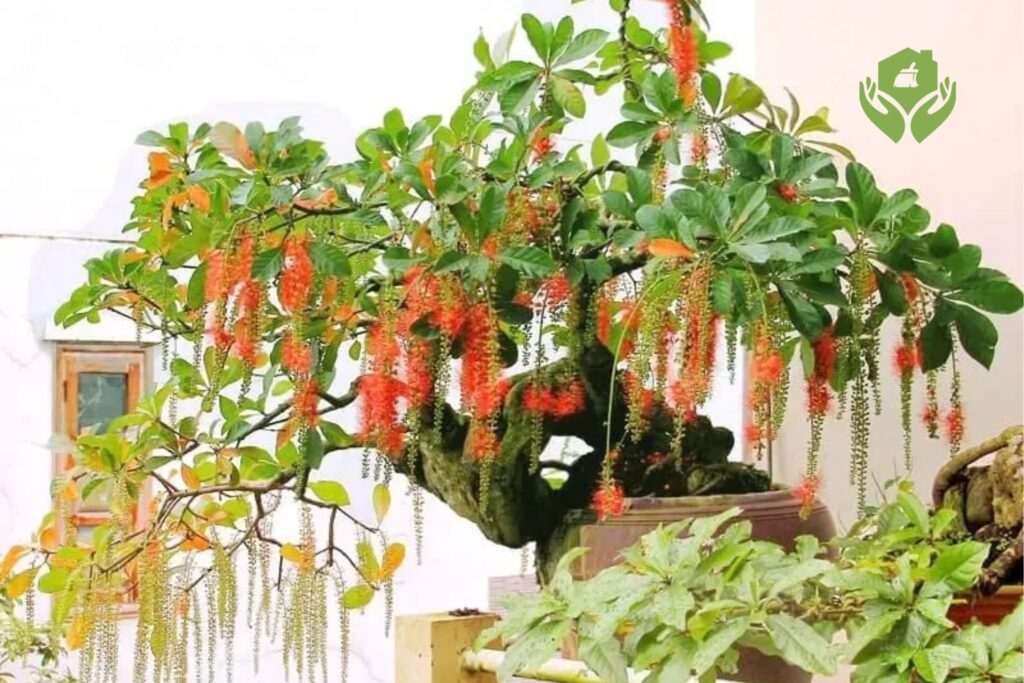 Top 5 cây cảnh phong thủy mang lại tài lộc cho gia đình