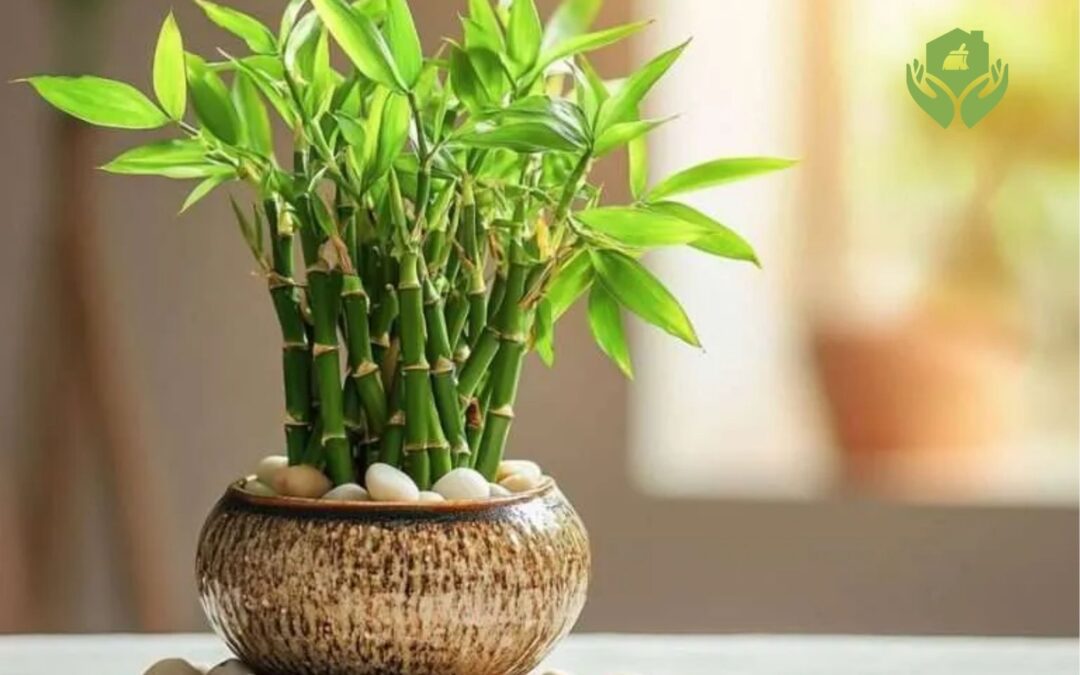 Top 5 cây cảnh phong thủy mang lại tài lộc cho gia đình