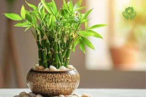 Top 5 cây cảnh phong thủy mang lại tài lộc cho gia đình