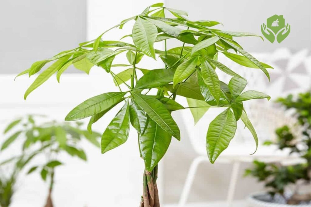 Top 5 cây cảnh phong thủy mang lại tài lộc cho gia đình